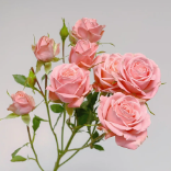 Princess Lulu Sweet Baby-Pink Spray Rose · Pink & Blush