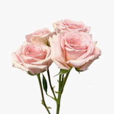 Star Joy Baby Warm Peach-Pink Spray Rose · Champagne, Peach & Apricot