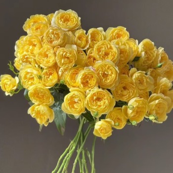 Starfruit Juice Citrus Yellow-Green Spray Rose · Yellow & Gold