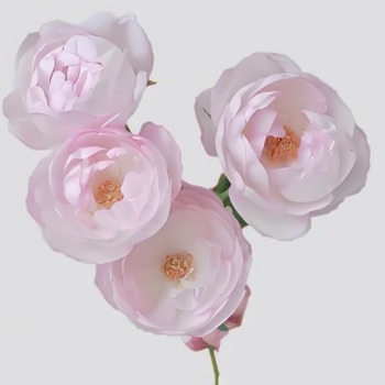 Strawberry Macaron Blush-Cream Spray Rose · Pink & Blush