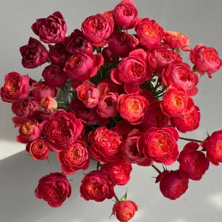 Stunning Juice Deep Crimson-Red Spray Rose · Red