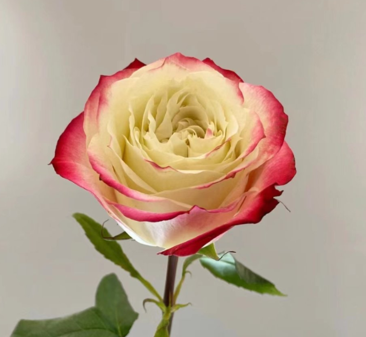 Apple Jack Cream-Yellow & Red Picotee Bicolor Rose · Bicolor & Multi-Color