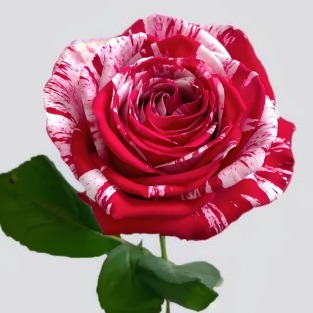 Aquarius Red-White Striped Bicolor Rose · Bicolor & Multi-Color