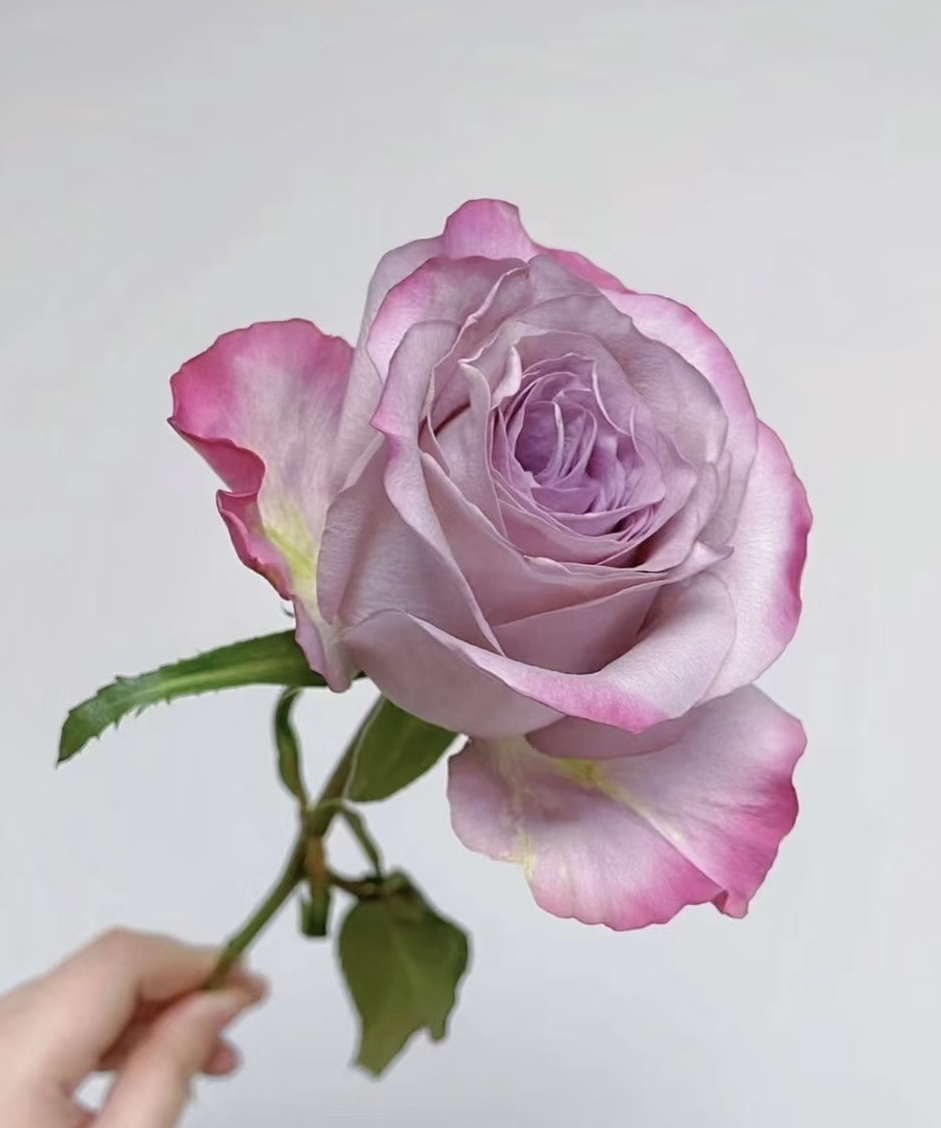 Aura Lavender-Purple Picotee Rose · Purple & Lavender