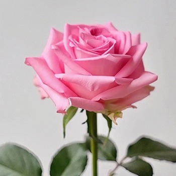 Awakening Peach-Pink Bicolor Rose · Pink & Blush