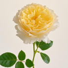 Beatrice David Austin Yellow-Apricot Garden Rose · Yellow & Gold