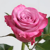 Bihai Classic Medium Rose-Pink Rose · Pink & Blush