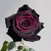 Black Baccara Velvet Burgundy Rose · Vintage Coffee, Terracotta & Dark