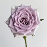Blue Curiosa Cool Lavender-Lilac Rose · Purple & Lavender