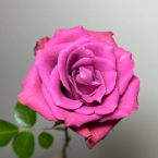 Blueberry Violet-Magenta Rose · Purple & Lavender