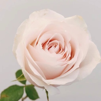 Blush Avalanche Pale Pink-White Rose · Pink & Blush
