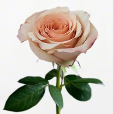 Cappuccino Vintage Coffee Rose · Vintage Coffee, Terracotta & Dark