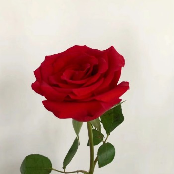 Carola Classic Red Rose · Red