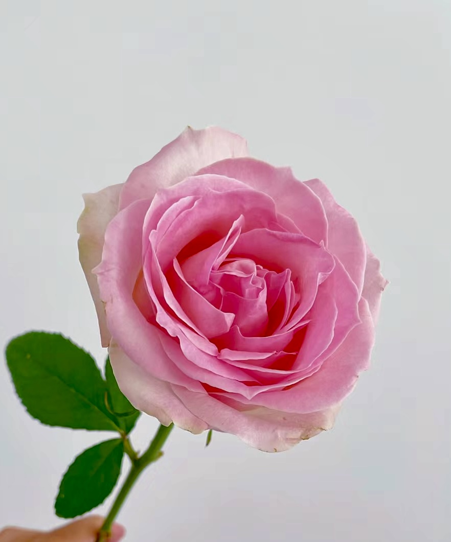 Cerise Avalanche Hot Pink Rose · Pink & Blush
