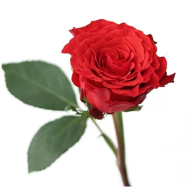 Cherish Classic Bright Red Rose · Red