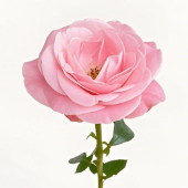 Chord Classic Romantic Rose-Pink Rose · Pink & Blush
