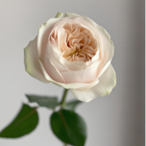 Darlington Creamy Ivory Ruffled Garden Rose · White & Cream