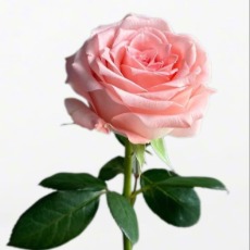Diana Soft Pink Rose · Pink & Blush