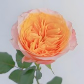 Dreamland Warm Peach-Apricot Rose · Champagne, Peach & Apricot