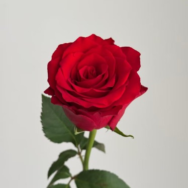 Fusu Deep Velvet Crimson-Red Rose · Red