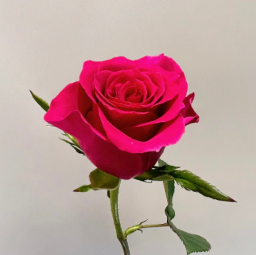 Gauguin Hot Cerise-Red Rose · Red