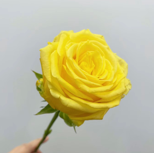Gold Strike Bright Yellow Rose · Yellow & Gold