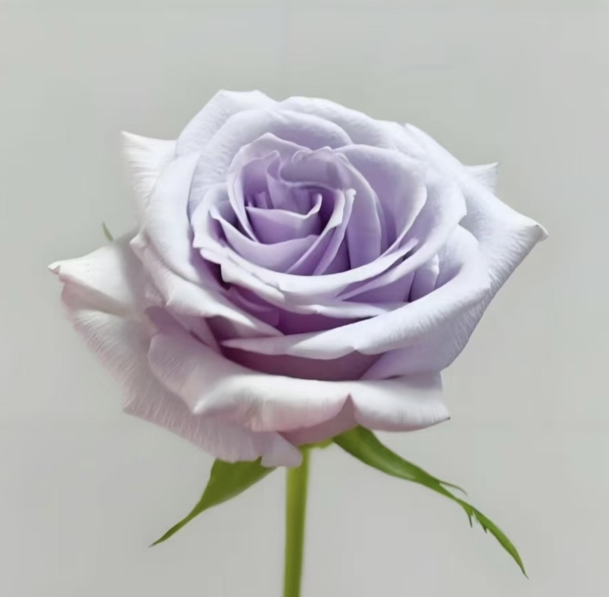 Heart of the Ocean Deep Lilac-Violet Rose · Purple & Lavender