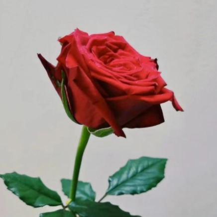 Highland Red Standard Rose · Red