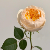 Juliet David Austin Apricot Garden Rose · Champagne, Peach & Apricot