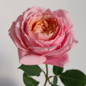 Julieta Deep Rose-Pink Cupped Garden Rose · Pink & Blush
