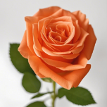 Kings Day Bright Orange Rose · Orange & Coral
