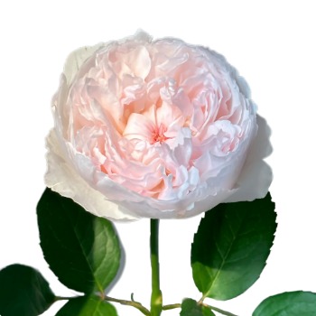 Lovely Porcelain Pale Blush-White Garden Rose · White & Cream