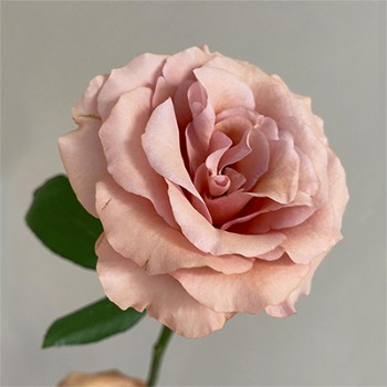 Maupassant Warm Peach-Champagne Rose · Champagne, Peach & Apricot