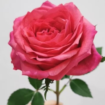 Meilland Red Classic Velvet Red Rose · Red