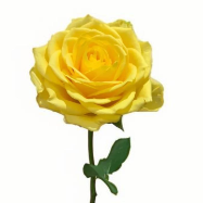 Moonwalk Bright Lemon-Yellow Rose · Yellow & Gold