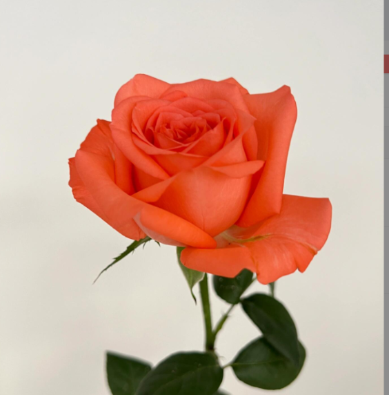 Movie Star Salmon-Coral Rose · Orange & Coral