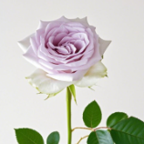 Ocean Mystery Deep Lavender-Purple Rose · Purple & Lavender