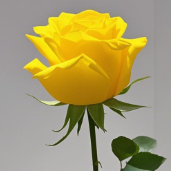 Opportunity Bright Lemon-Yellow Rose · Yellow & Gold