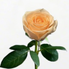 Peach Avalanche Champagne Rose · Champagne, Peach & Apricot
