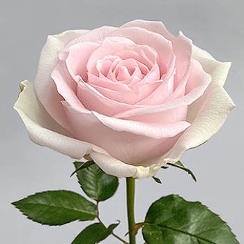 Pink Avalanche Soft Pink Rose · Pink & Blush