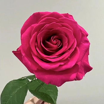 Pink Floyd Hot Magenta Rose · Pink & Blush