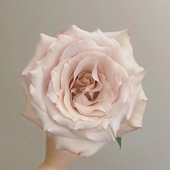 Quicksand Sandy Nude-Champagne Rose · Champagne, Peach & Apricot