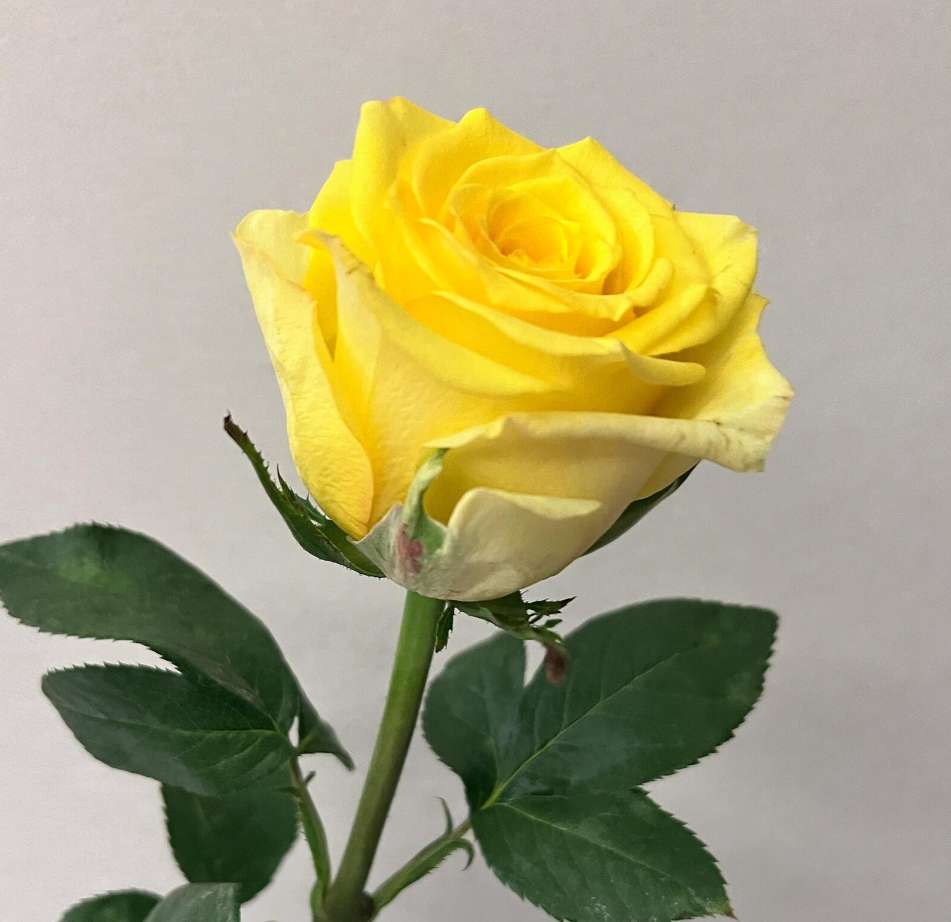 Romantic Beach Sunny Golden-Yellow Rose · Yellow & Gold