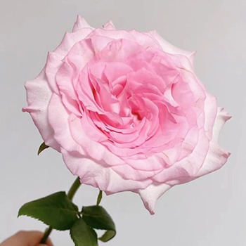 Roselle Ruffled Pink Rose · Pink & Blush