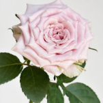 Sweet Menta Blush-Nude Rose · Champagne, Peach & Apricot