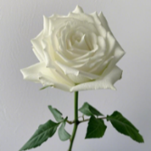 Tineke Pure White Rose · White & Cream