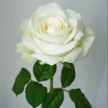 White Avalanche White Rose · White & Cream