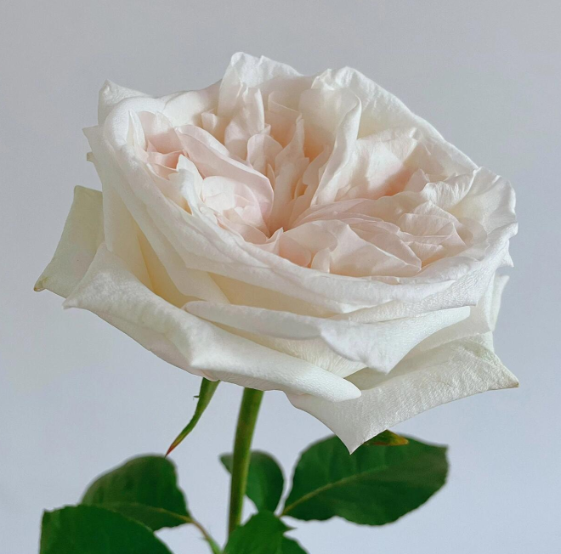 White Lychee Garden Rose · White & Cream