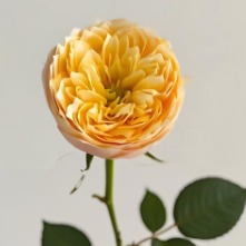 Yellow Butterfly Open-Bloom Yellow Rose · Yellow & Gold
