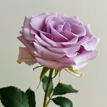 Zixia Fairy Lavender-Pink Rose · Purple & Lavender